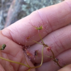 Drosera auriculata at Majura, ACT - 8 Oct 2016 08:35 AM