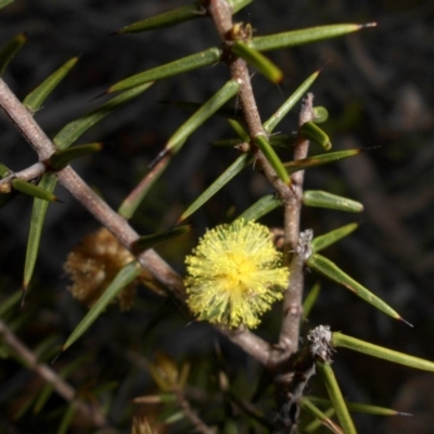 Acacia ulicifolia (Prickly Moses) at Mount Ainslie - 7 Oct 2016 by SilkeSma