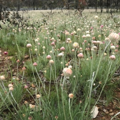 Leucochrysum albicans subsp. tricolor (Hoary Sunray) at Majura, ACT - 8 Oct 2016 by AaronClausen