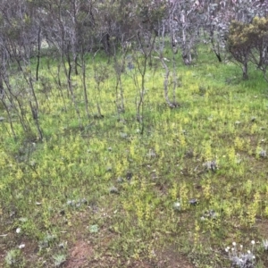 Drosera gunniana at Majura, ACT - 8 Oct 2016