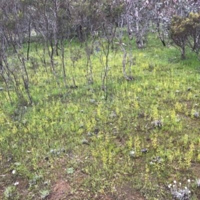Drosera gunniana (Pale Sundew) at Majura, ACT - 8 Oct 2016 by AaronClausen