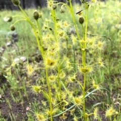 Drosera gunniana at Majura, ACT - 8 Oct 2016