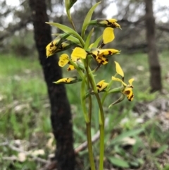 Diuris pardina (Leopard Doubletail) at Mount Majura - 8 Oct 2016 by AaronClausen