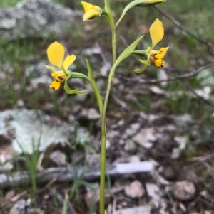 Diuris pardina at Majura, ACT - 8 Oct 2016