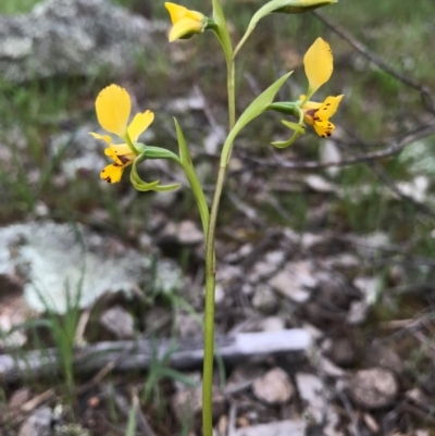 Diuris pardina (Leopard Doubletail) at Mount Majura - 8 Oct 2016 by AaronClausen