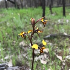 Diuris pardina (Leopard Doubletail) at Mount Majura - 8 Oct 2016 by AaronClausen