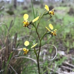 Diuris pardina (Leopard Doubletail) at Majura, ACT - 8 Oct 2016 by AaronClausen