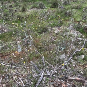 Microseris walteri at Majura, ACT - 8 Oct 2016