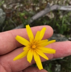 Microseris walteri at Majura, ACT - 8 Oct 2016