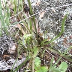 Microseris walteri at Majura, ACT - 8 Oct 2016