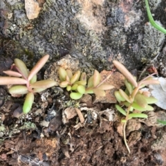 Calandrinia eremaea (Small Purslane) at Mount Majura - 8 Oct 2016 by AaronClausen