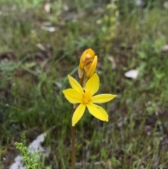 Bulbine bulbosa (Golden Lily, Bulbine Lily) at Majura, ACT - 8 Oct 2016 by AaronClausen