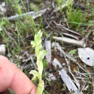 Hymenochilus cycnocephalus at Majura, ACT - suppressed