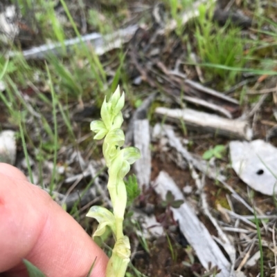 Hymenochilus cycnocephalus (Swan greenhood) at Mount Majura - 8 Oct 2016 by AaronClausen