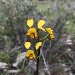 Diuris pardina (Leopard Doubletail) at Mount Majura - 8 Oct 2016 by AaronClausen