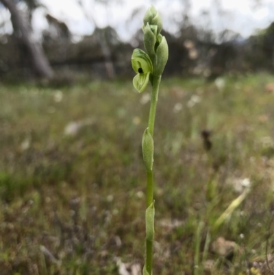 Hymenochilus bicolor (Black-tip Greenhood) at Majura, ACT - 8 Oct 2016 by AaronClausen