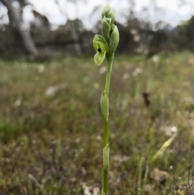 Hymenochilus bicolor (Black-tip Greenhood) at Mount Majura - 8 Oct 2016 by AaronClausen