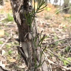 Thysanotus patersonii (Twining Fringe Lily) at Mount Majura - 8 Oct 2016 by AaronClausen