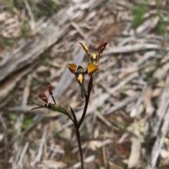 Diuris pardina (Leopard Doubletail) at Mount Majura - 8 Oct 2016 by AaronClausen