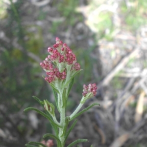 Ozothamnus diosmifolius at Ainslie, ACT - 8 Oct 2016 09:07 AM