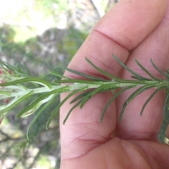 Ozothamnus diosmifolius at Ainslie, ACT - 8 Oct 2016 09:07 AM