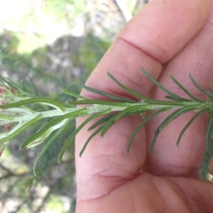 Ozothamnus diosmifolius at Ainslie, ACT - 8 Oct 2016 09:07 AM