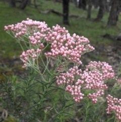 Ozothamnus diosmifolius at Ainslie, ACT - 8 Oct 2016 09:07 AM