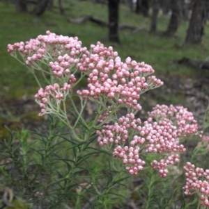 Ozothamnus diosmifolius at Ainslie, ACT - 8 Oct 2016 09:07 AM