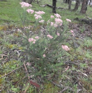 Ozothamnus diosmifolius at Ainslie, ACT - 8 Oct 2016 09:07 AM