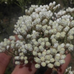 Ozothamnus diosmifolius at Ainslie, ACT - 8 Oct 2016 09:07 AM