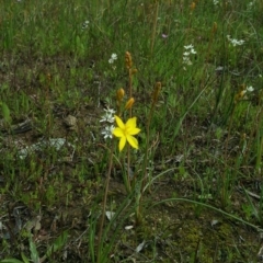 Bulbine bulbosa at Nicholls, ACT - 8 Oct 2016 12:00 AM