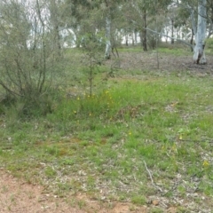 Bulbine bulbosa at Nicholls, ACT - 8 Oct 2016 12:00 AM