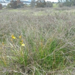 Bulbine bulbosa at Nicholls, ACT - 8 Oct 2016 12:00 AM