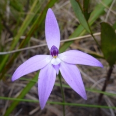 Glossodia major (Wax Lip Orchid) at Bruce Ridge - 8 Oct 2016 by jks