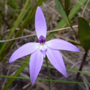 Glossodia major at Point 103 - suppressed