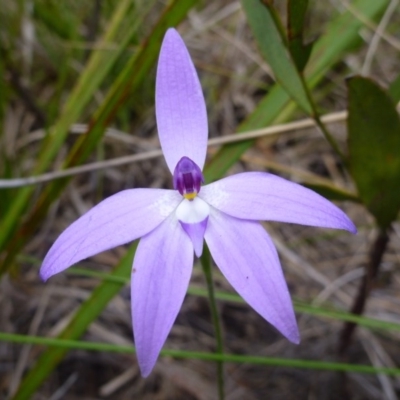 Glossodia major (Wax Lip Orchid) at Bruce, ACT - 8 Oct 2016 by jksmits