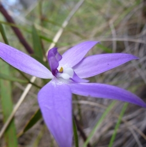 Glossodia major at Point 103 - suppressed