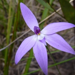 Glossodia major at Point 103 - suppressed