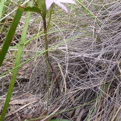 Glossodia major at Point 103 - suppressed