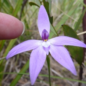 Glossodia major at Point 103 - suppressed