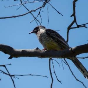 Anthochaera carunculata at Wallaroo, NSW - 8 Oct 2016 10:39 AM