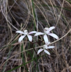 Caladenia ustulata (Brown Caps) at Bruce Ridge - 8 Oct 2016 by jks