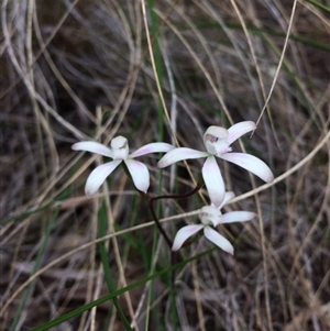 Caladenia ustulata at Point 103 - suppressed