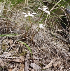 Caladenia ustulata at Point 103 - suppressed