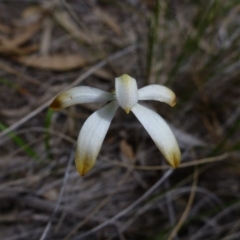 Caladenia ustulata (Brown Caps) at Bruce Ridge - 8 Oct 2016 by jks