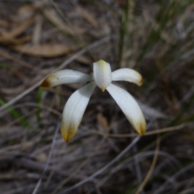 Caladenia ustulata (Brown Caps) at Point 103 - 8 Oct 2016 by jksmits