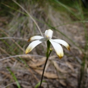 Caladenia ustulata at Point 103 - 8 Oct 2016