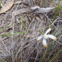 Caladenia ustulata at Undefined Area - suppressed