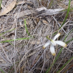 Caladenia ustulata at Point 103 - 8 Oct 2016