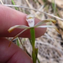 Caladenia ustulata at Point 103 - 8 Oct 2016